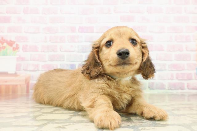 北海道のカニンヘンダックスフンド(ロング) (Coo&RIKU札幌西店/2025年9月26日生まれ/男の子/シェーデットイエロー)の子犬の3枚目の画像