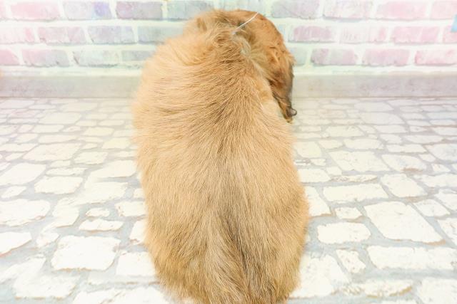 北海道のカニンヘンダックスフンド(ロング) (Coo&RIKU札幌西店/2025年9月26日生まれ/男の子/シェーデットイエロー)の子犬の4枚目の画像