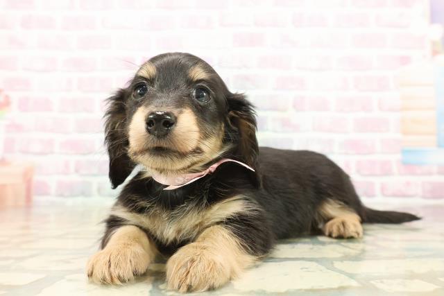 北海道のカニンヘンダックスフンド(ロング) (Coo&RIKU帯広店/2025年9月26日生まれ/女の子/ブラックタン)の子犬の2枚目の画像