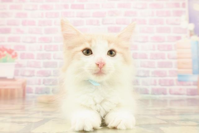 東京都のノルウェージャンフォレストキャット (Coo&RIKU武蔵小山店/2025年9月25日生まれ/男の子/クリームタビーホワイト)の子猫の1枚目の画像