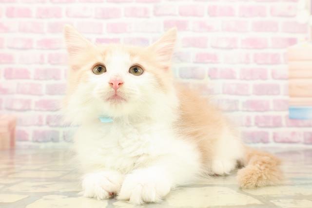 東京都のノルウェージャンフォレストキャット (Coo&RIKU武蔵小山店/2025年9月25日生まれ/男の子/クリームタビーホワイト)の子猫の2枚目の画像