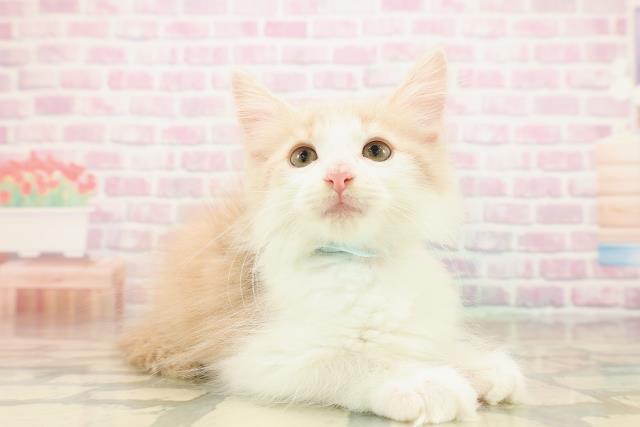 東京都のノルウェージャンフォレストキャット (Coo&RIKU武蔵小山店/2025年9月25日生まれ/男の子/クリームタビーホワイト)の子猫の3枚目の画像