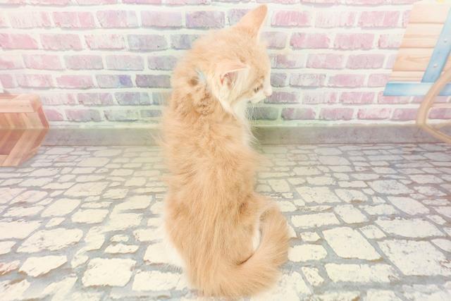 東京都のノルウェージャンフォレストキャット (Coo&RIKU武蔵小山店/2025年9月25日生まれ/男の子/クリームタビーホワイト)の子猫の4枚目の画像