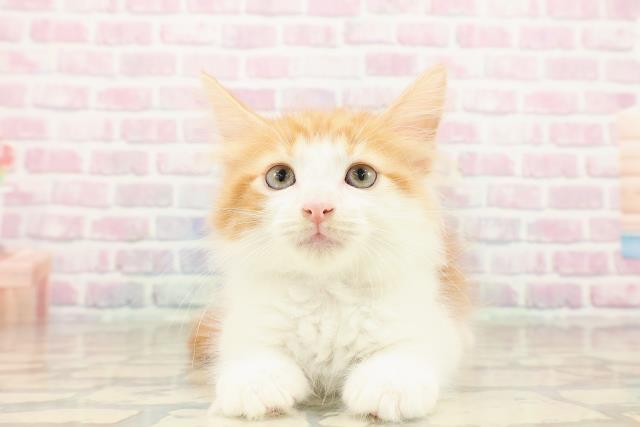 東京都のノルウェージャンフォレストキャット (Coo&RIKU秋葉原店/2025年9月25日生まれ/男の子/レッドタビーホワイト)の子猫の1枚目の画像