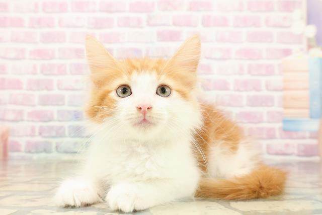 東京都のノルウェージャンフォレストキャット (Coo&RIKU秋葉原店/2025年9月25日生まれ/男の子/レッドタビーホワイト)の子猫の2枚目の画像