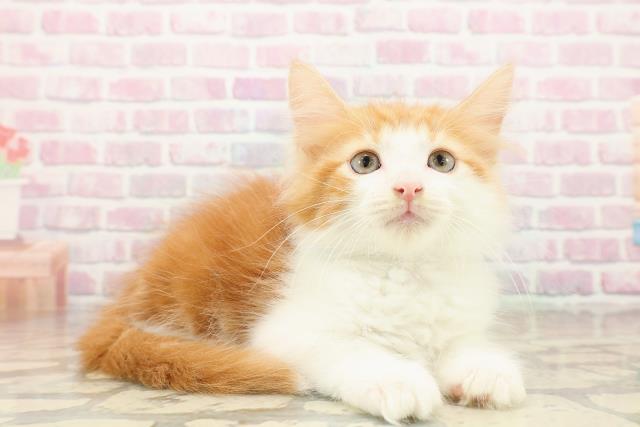 東京都のノルウェージャンフォレストキャット (Coo&RIKU秋葉原店/2025年9月25日生まれ/男の子/レッドタビーホワイト)の子猫の3枚目の画像