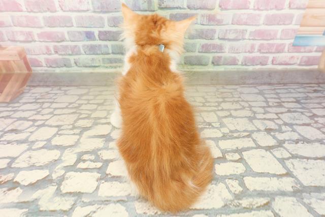 東京都のノルウェージャンフォレストキャット (Coo&RIKU秋葉原店/2025年9月25日生まれ/男の子/レッドタビーホワイト)の子猫の4枚目の画像