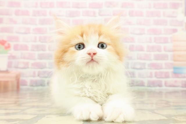 山形県のラガマフィン (Coo&RIKUイオンタウン酒田店/2025年9月26日生まれ/男の子/レッドタビーホワイト)の子猫