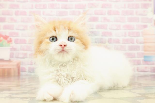 山形県のラガマフィン (Coo&RIKUイオンタウン酒田店/2025年9月26日生まれ/男の子/レッドタビーホワイト)の子猫の2枚目の画像