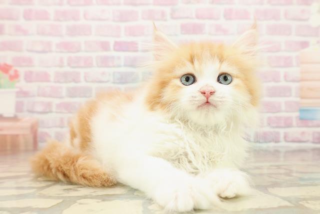 山形県のラガマフィン (Coo&RIKUイオンタウン酒田店/2025年9月26日生まれ/男の子/レッドタビーホワイト)の子猫の3枚目の画像