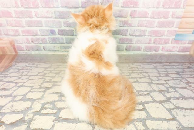 山形県のラガマフィン (Coo&RIKUイオンタウン酒田店/2025年9月26日生まれ/男の子/レッドタビーホワイト)の子猫の4枚目の画像