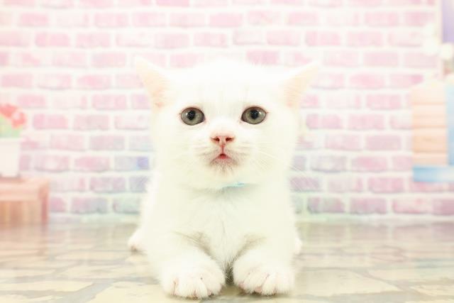 宮城県のマンチカン (Coo&RIKU仙台太白店/2025年9月24日生まれ/男の子/ホワイト)の子猫の1枚目の画像