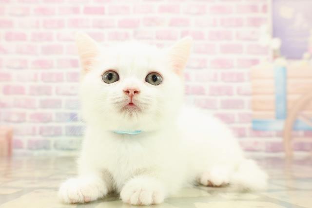 宮城県のマンチカン (Coo&RIKU仙台太白店/2025年9月24日生まれ/男の子/ホワイト)の子猫の2枚目の画像