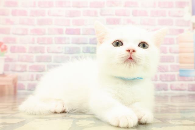 宮城県のマンチカン (Coo&RIKU仙台太白店/2025年9月24日生まれ/男の子/ホワイト)の子猫の3枚目の画像