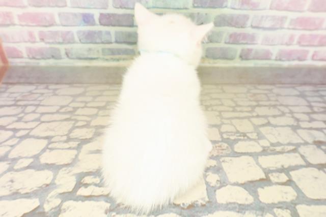 宮城県のマンチカン (Coo&RIKU仙台太白店/2025年9月24日生まれ/男の子/ホワイト)の子猫の4枚目の画像