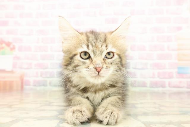 埼玉県のメインクーン (Coo&RIKUアニマルケアセンター大宮/2025年9月11日生まれ/女の子/ブラウンパッチドタビー)の子猫