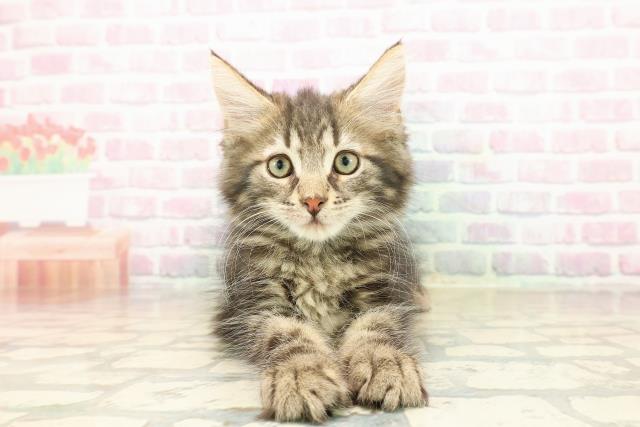 新潟県のメインクーン (Coo&RIKU長岡店/2025年9月11日生まれ/男の子/ブラウンタビー)の子猫の1枚目の画像