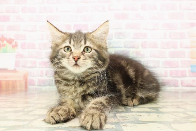 新潟県のメインクーン (Coo&RIKU長岡店/2025年9月11日生まれ/男の子/ブラウンタビー)の子猫の2枚目の画像