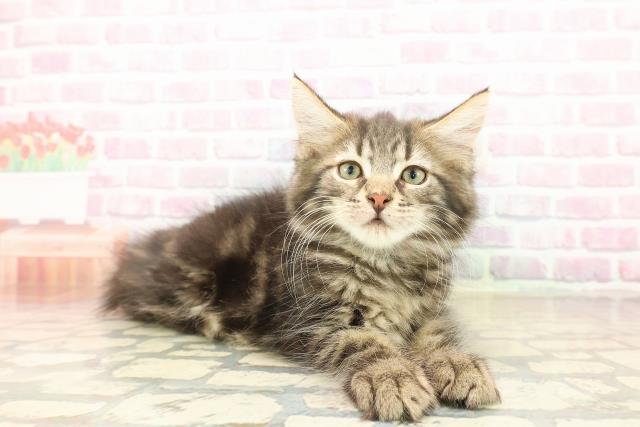 新潟県のメインクーン (Coo&RIKU長岡店/2025年9月11日生まれ/男の子/ブラウンタビー)の子猫の3枚目の画像