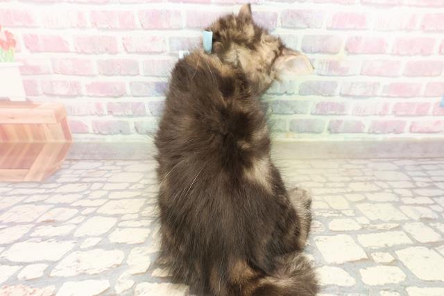 新潟県のメインクーン (Coo&RIKU長岡店/2025年9月11日生まれ/男の子/ブラウンタビー)の子猫の4枚目の画像