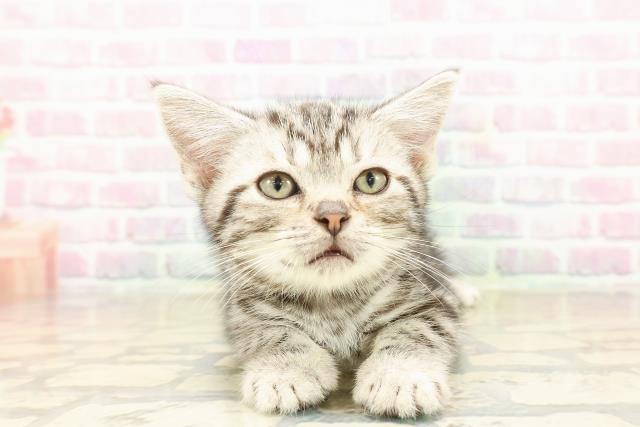 東京都のアメリカンショートヘアー (Coo&RIKUフレスポ住吉店/2025年9月17日生まれ/男の子/シルバークラシックタビー)の子猫の1枚目の画像