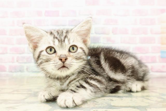 東京都のアメリカンショートヘアー (Coo&RIKUフレスポ住吉店/2025年9月17日生まれ/男の子/シルバークラシックタビー)の子猫の2枚目の画像