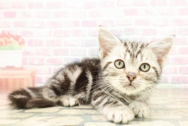 東京都のアメリカンショートヘアー (Coo&RIKUフレスポ住吉店/2025年9月17日生まれ/男の子/シルバークラシックタビー)の子猫の3枚目の画像