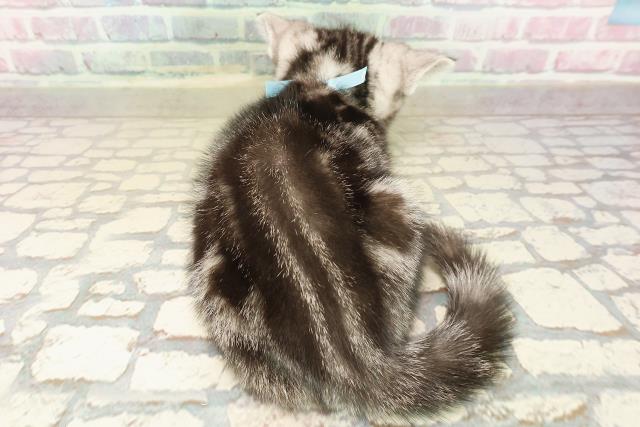 東京都のアメリカンショートヘアー (Coo&RIKUフレスポ住吉店/2025年9月17日生まれ/男の子/シルバークラシックタビー)の子猫の4枚目の画像