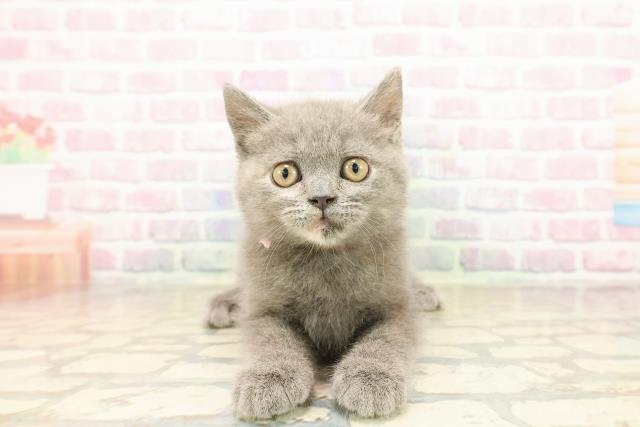 宮城県のブリティッシュショートヘアー (Coo&RIKU仙台太白店/2025年9月18日生まれ/女の子/ブルークリーム)の子猫の1枚目の画像