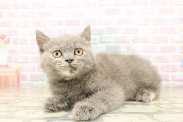 宮城県のブリティッシュショートヘアー (Coo&RIKU仙台太白店/2025年9月18日生まれ/女の子/ブルークリーム)の子猫の2枚目の画像