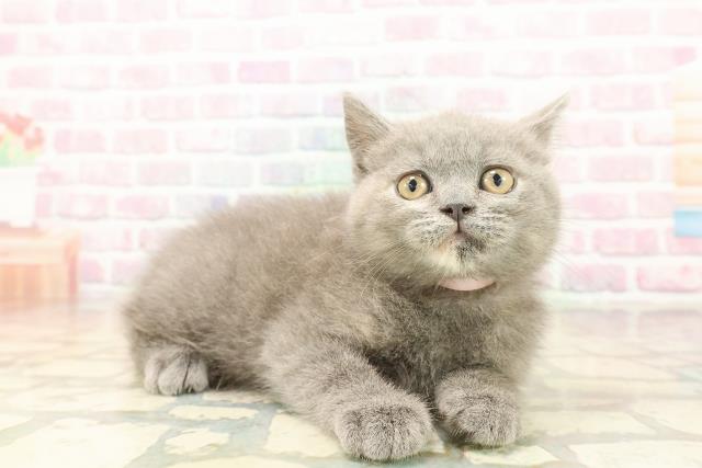 宮城県のブリティッシュショートヘアー (Coo&RIKU仙台太白店/2025年9月18日生まれ/女の子/ブルークリーム)の子猫の3枚目の画像