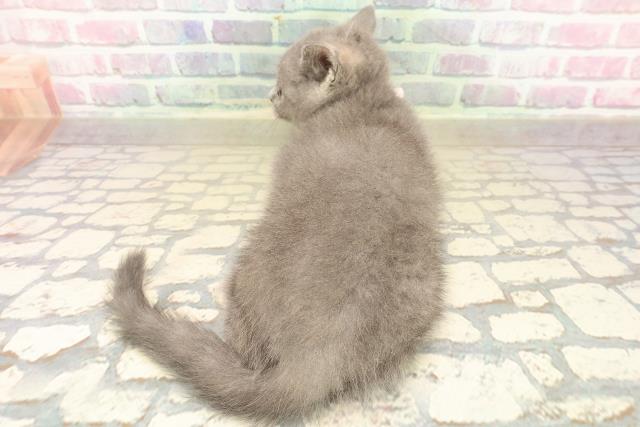 宮城県のブリティッシュショートヘアー (Coo&RIKU仙台太白店/2025年9月18日生まれ/女の子/ブルークリーム)の子猫の4枚目の画像