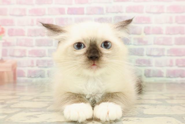 北海道のラグドール (Coo&RIKU札幌西店/2025年9月8日生まれ/女の子/シールポイントミテッド)の子猫の1枚目の画像