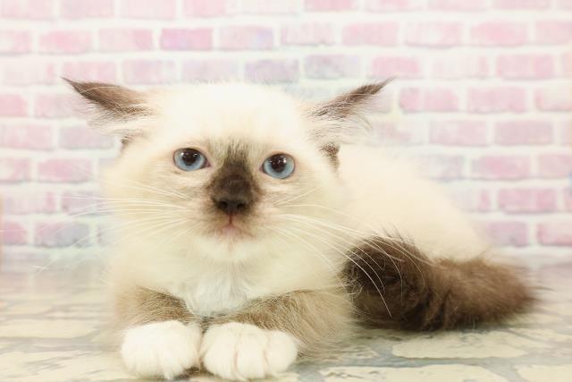 北海道のラグドール (Coo&RIKU札幌西店/2025年9月8日生まれ/女の子/シールポイントミテッド)の子猫の2枚目の画像