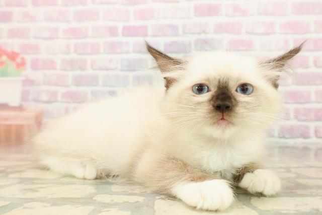 北海道のラグドール (Coo&RIKU札幌西店/2025年9月8日生まれ/女の子/シールポイントミテッド)の子猫の3枚目の画像