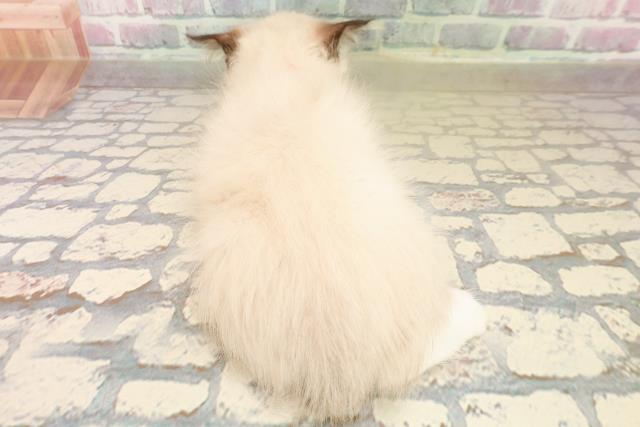 北海道のラグドール (Coo&RIKU札幌西店/2025年9月8日生まれ/女の子/シールポイントミテッド)の子猫の4枚目の画像