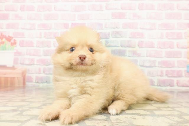 東京都のポメラニアン (Coo&RIKU阿佐ヶ谷店/2025年9月25日生まれ/男の子/オレンジマール)の子犬の2枚目の画像