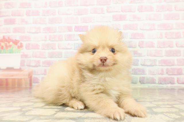 東京都のポメラニアン (Coo&RIKU阿佐ヶ谷店/2025年9月25日生まれ/男の子/オレンジマール)の子犬の3枚目の画像