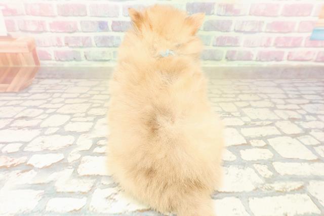 東京都のポメラニアン (Coo&RIKU阿佐ヶ谷店/2025年9月25日生まれ/男の子/オレンジマール)の子犬の4枚目の画像