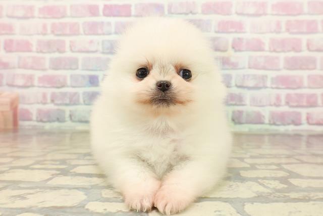 東京都のポメラニアン (Coo&RIKU浅草店/2025年9月24日生まれ/女の子/クリーム)の子犬の1枚目の画像