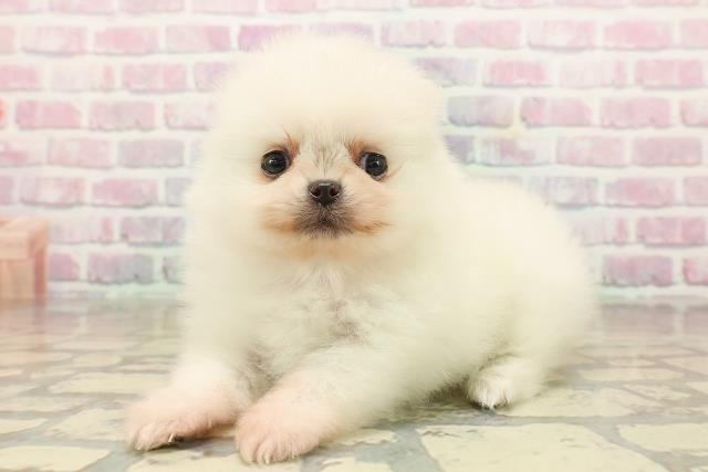 東京都のポメラニアン (Coo&RIKU浅草店/2025年9月24日生まれ/女の子/クリーム)の子犬の2枚目の画像