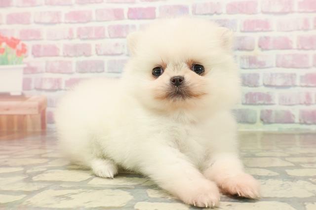 東京都のポメラニアン (Coo&RIKU浅草店/2025年9月24日生まれ/女の子/クリーム)の子犬の3枚目の画像