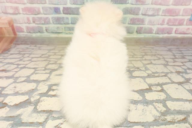 東京都のポメラニアン (Coo&RIKU浅草店/2025年9月24日生まれ/女の子/クリーム)の子犬の4枚目の画像