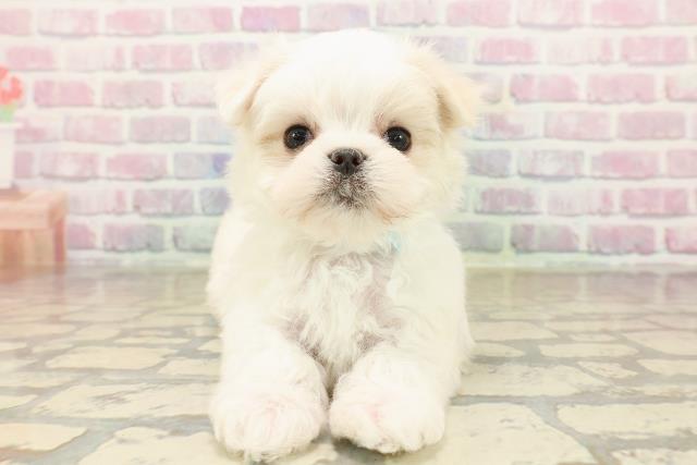 東京都のマルチーズ (Coo&RIKU中野サンモール店/2025年9月26日生まれ/男の子/ホワイト)の子犬の1枚目の画像