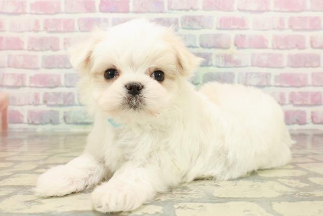 東京都のマルチーズ (Coo&RIKU中野サンモール店/2025年9月26日生まれ/男の子/ホワイト)の子犬の2枚目の画像