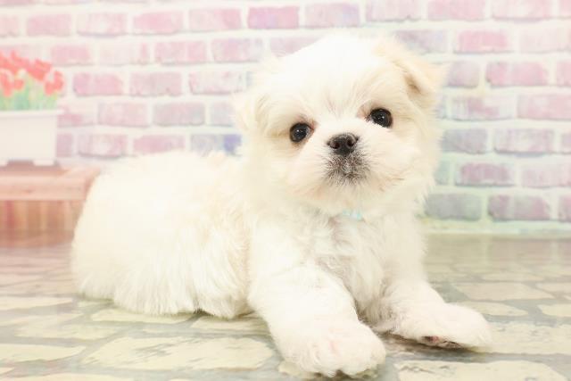 東京都のマルチーズ (Coo&RIKU中野サンモール店/2025年9月26日生まれ/男の子/ホワイト)の子犬の3枚目の画像