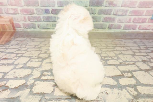 東京都のマルチーズ (Coo&RIKU中野サンモール店/2025年9月26日生まれ/男の子/ホワイト)の子犬の4枚目の画像