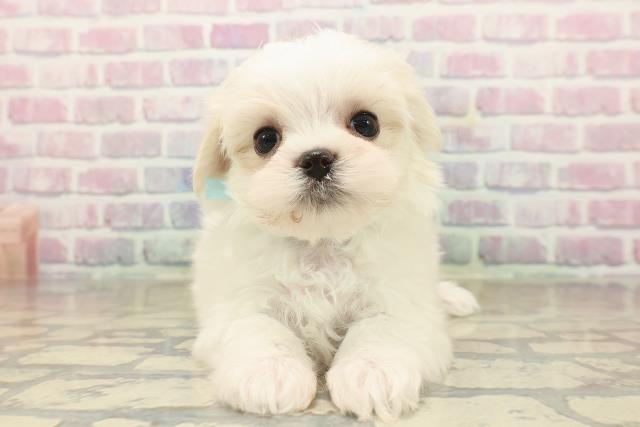 東京都のマルチーズ (Coo&RIKU新宿三丁目店/2025年9月26日生まれ/男の子/ホワイト)の子犬の1枚目の画像