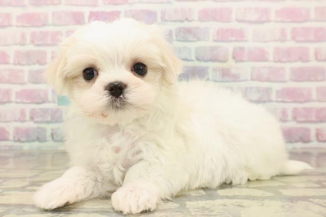 東京都のマルチーズ (Coo&RIKU新宿三丁目店/2025年9月26日生まれ/男の子/ホワイト)の子犬の2枚目の画像