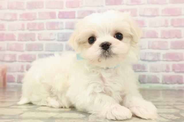 東京都のマルチーズ (Coo&RIKU新宿三丁目店/2025年9月26日生まれ/男の子/ホワイト)の子犬の3枚目の画像